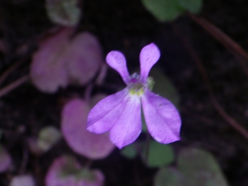 Lobelia saturnini photo 7