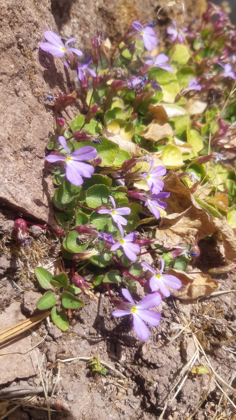 Lobelia saturnini photo 8