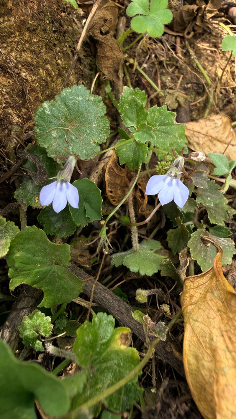 Lobelia scebelii
