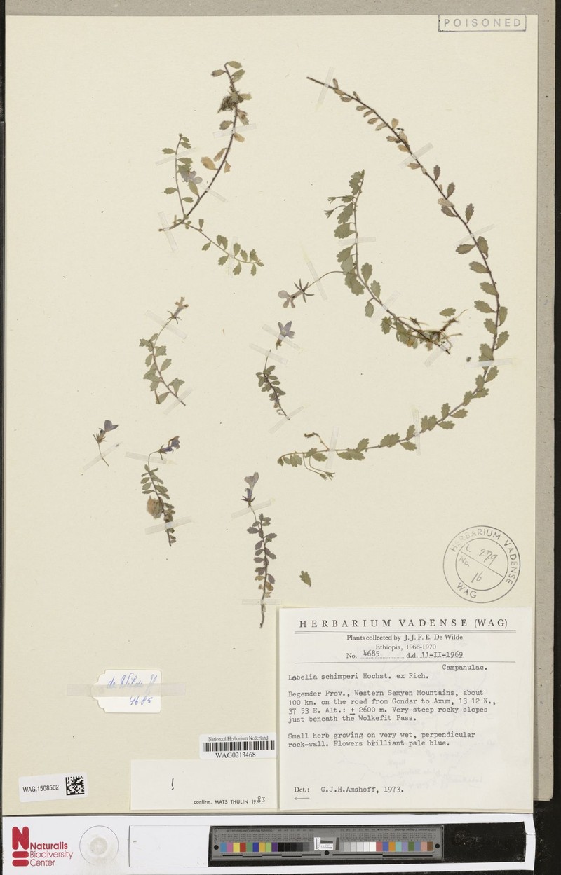 Lobelia schimperi