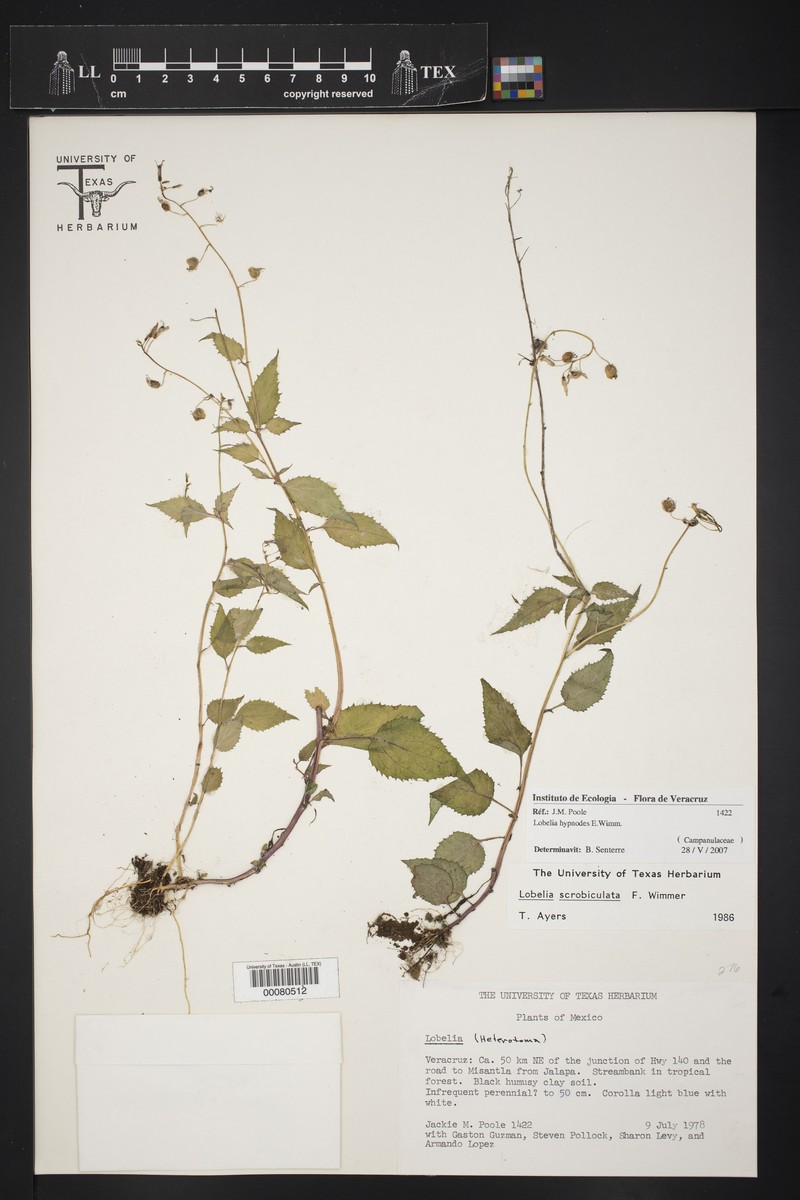 Lobelia scrobiculata photo 2