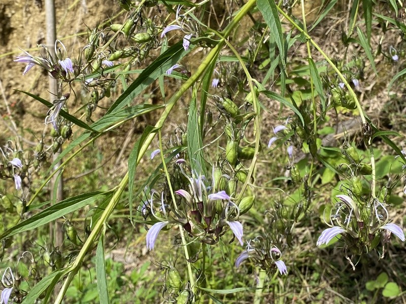 Lobelia seguinii