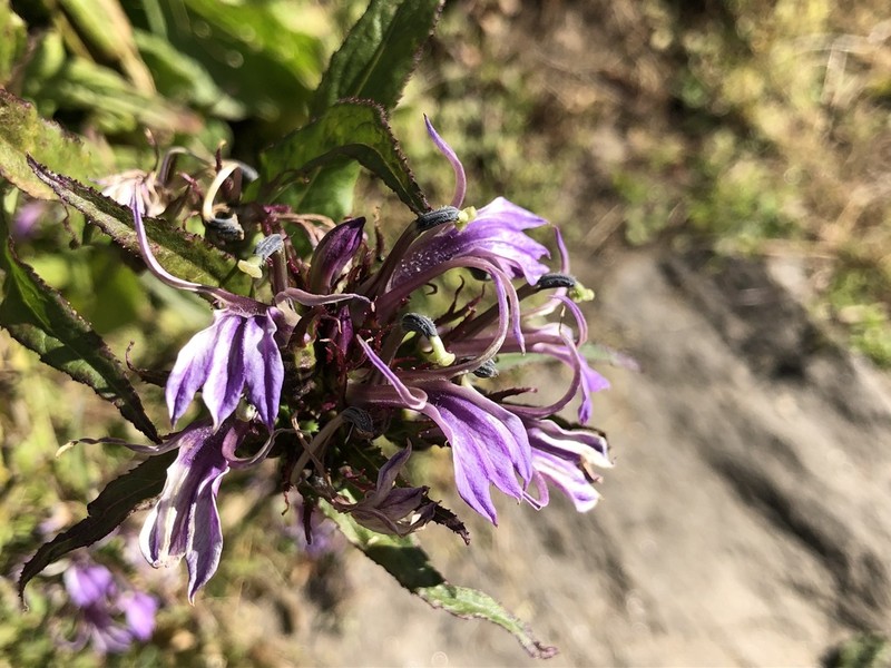 Lobelia seguinii photo 2