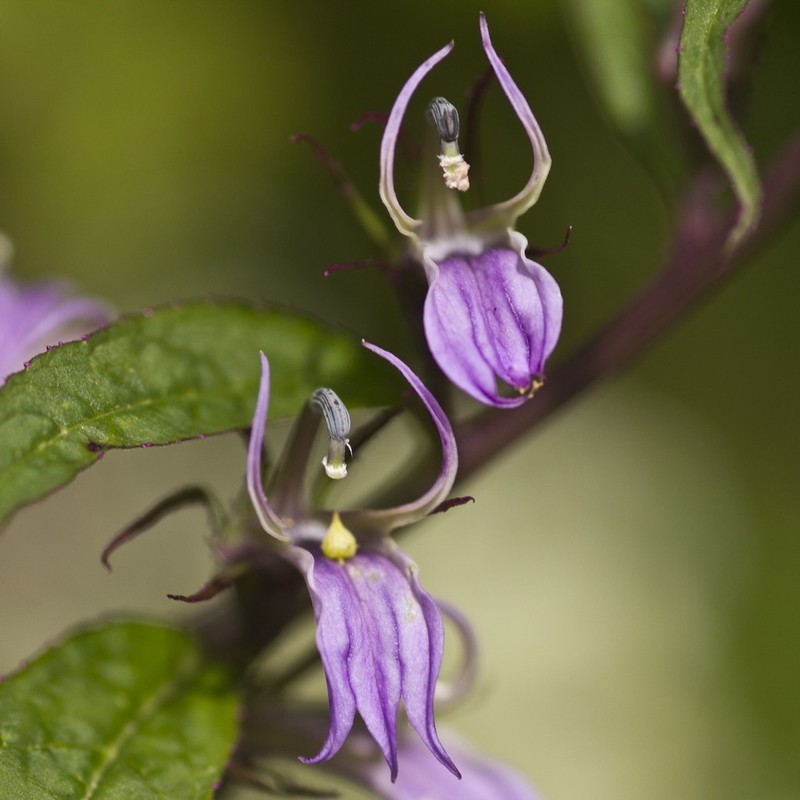 Lobelia seguinii photo 3