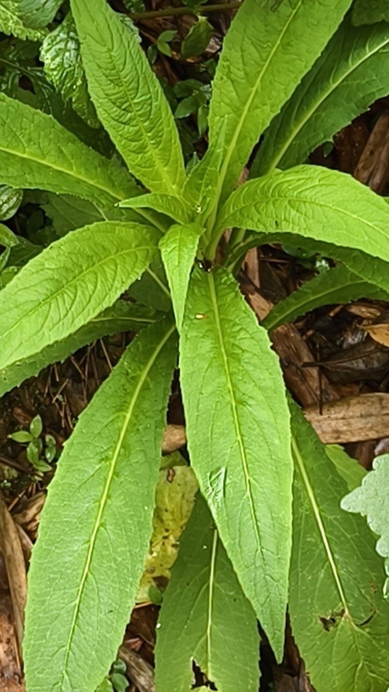 Lobelia seguinii photo 4