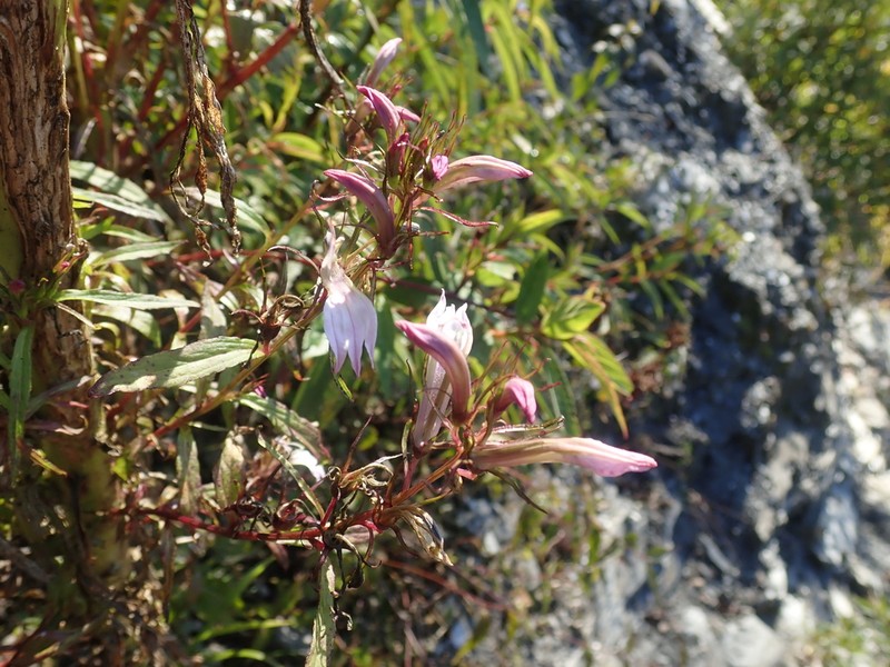 Lobelia seguinii photo 5