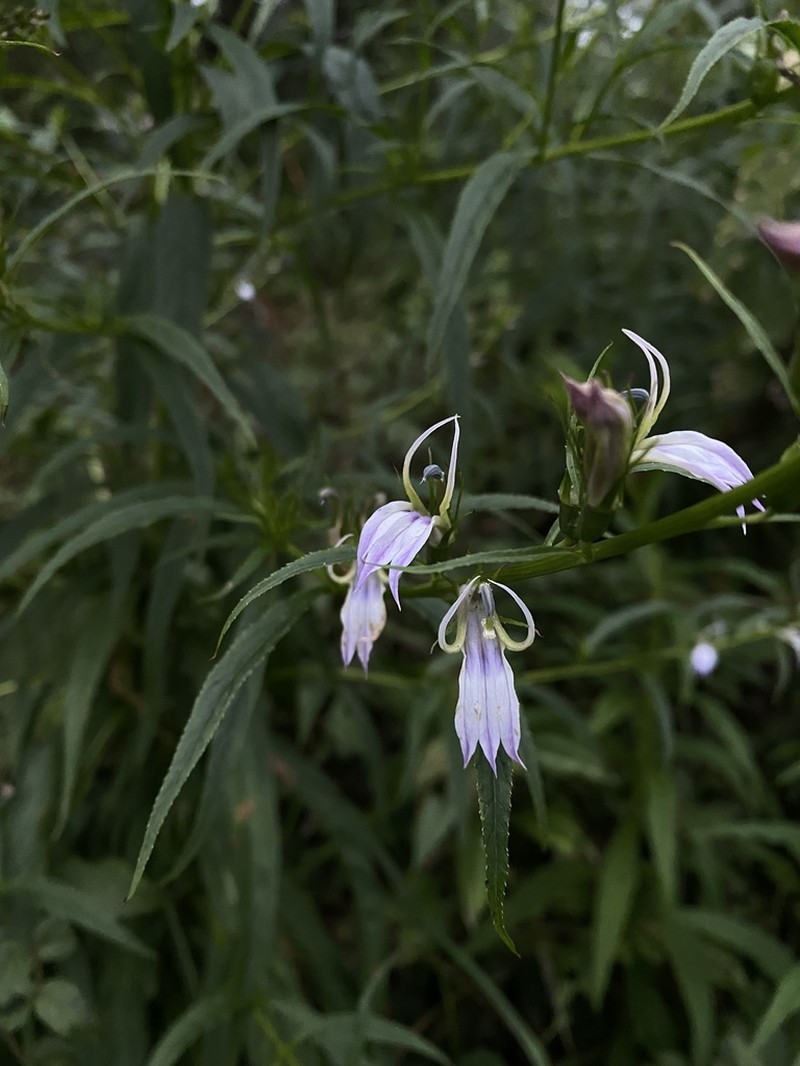 Lobelia seguinii photo 6