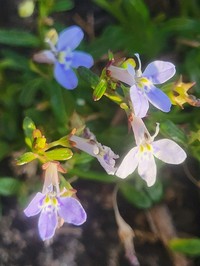 Lobelia serpens
