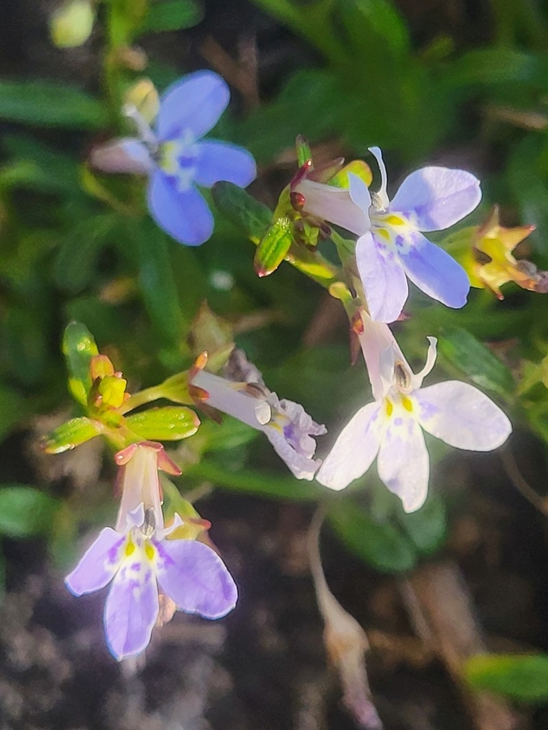 Lobelia serpens