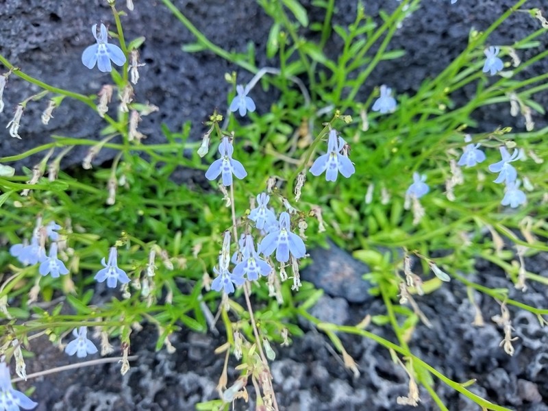 Lobelia serpens photo 2