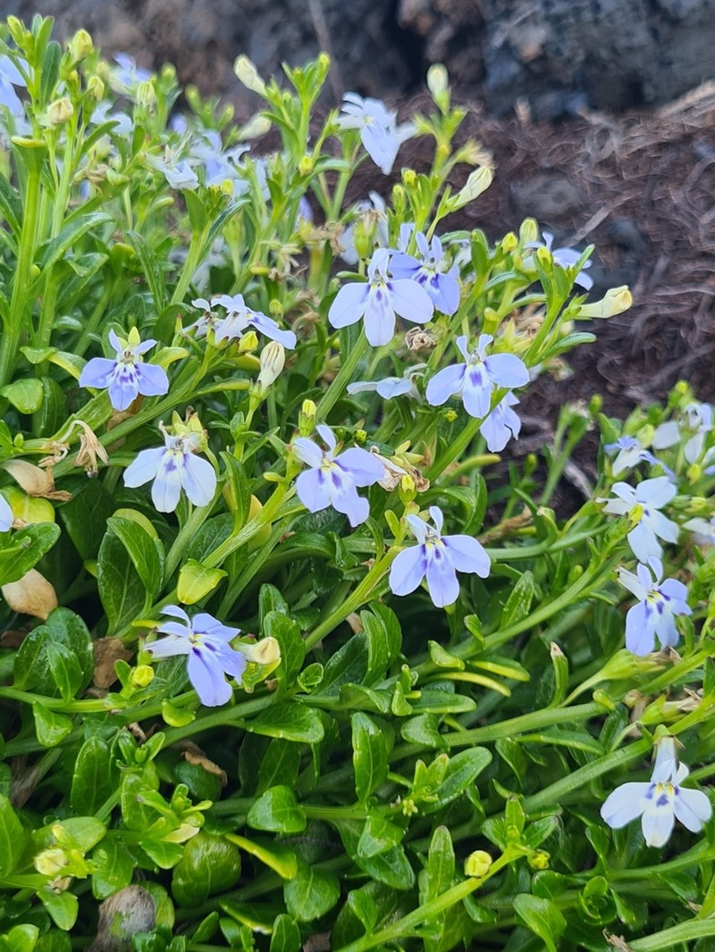 Lobelia serpens photo 3