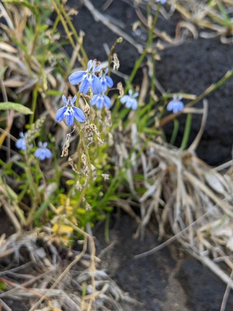 Lobelia serpens photo 4