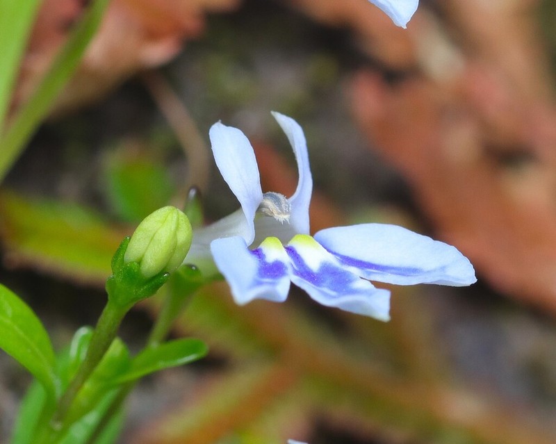Lobelia serpens photo 5
