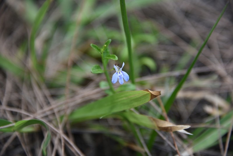 Lobelia serpens photo 6