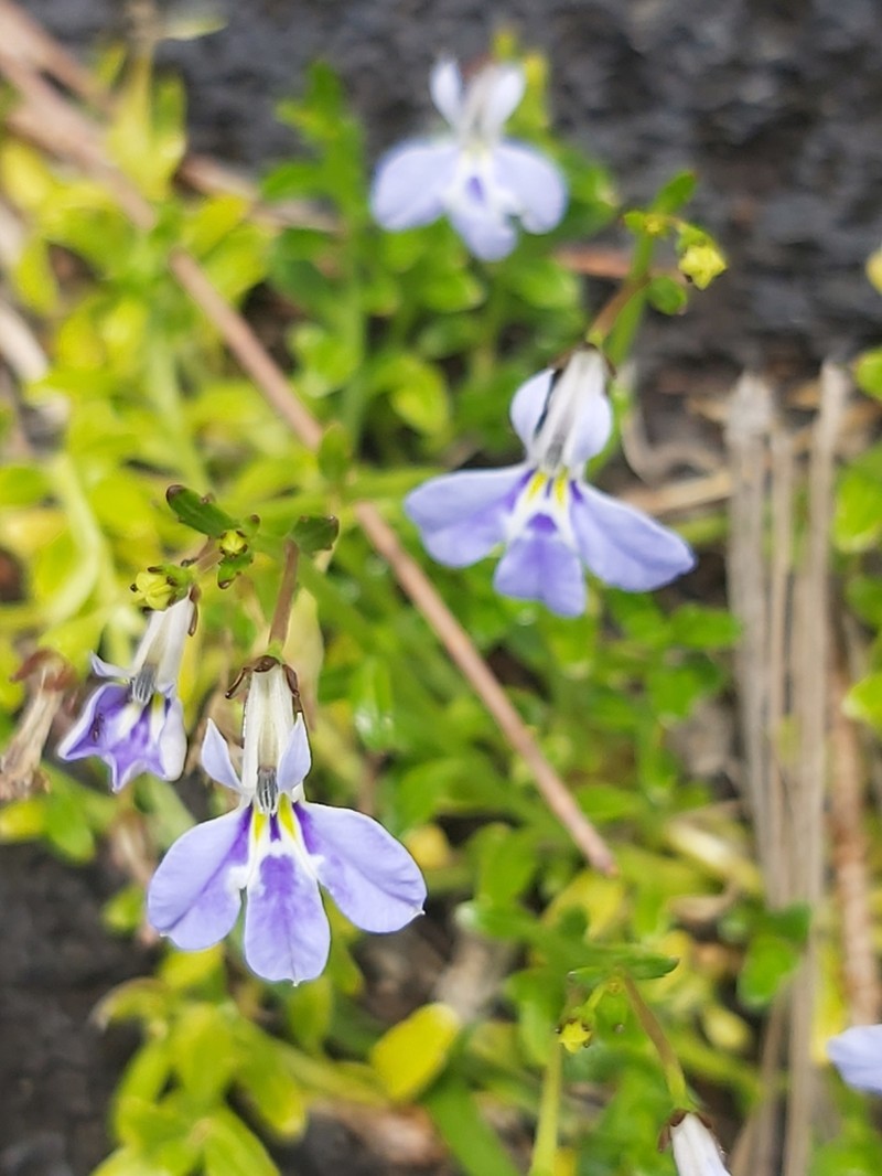Lobelia serpens photo 7