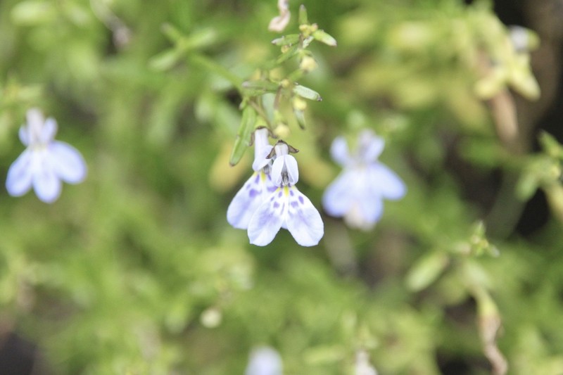 Lobelia serpens photo 8