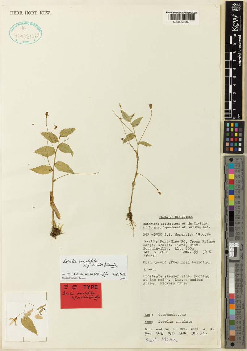 Lobelia serratifolia