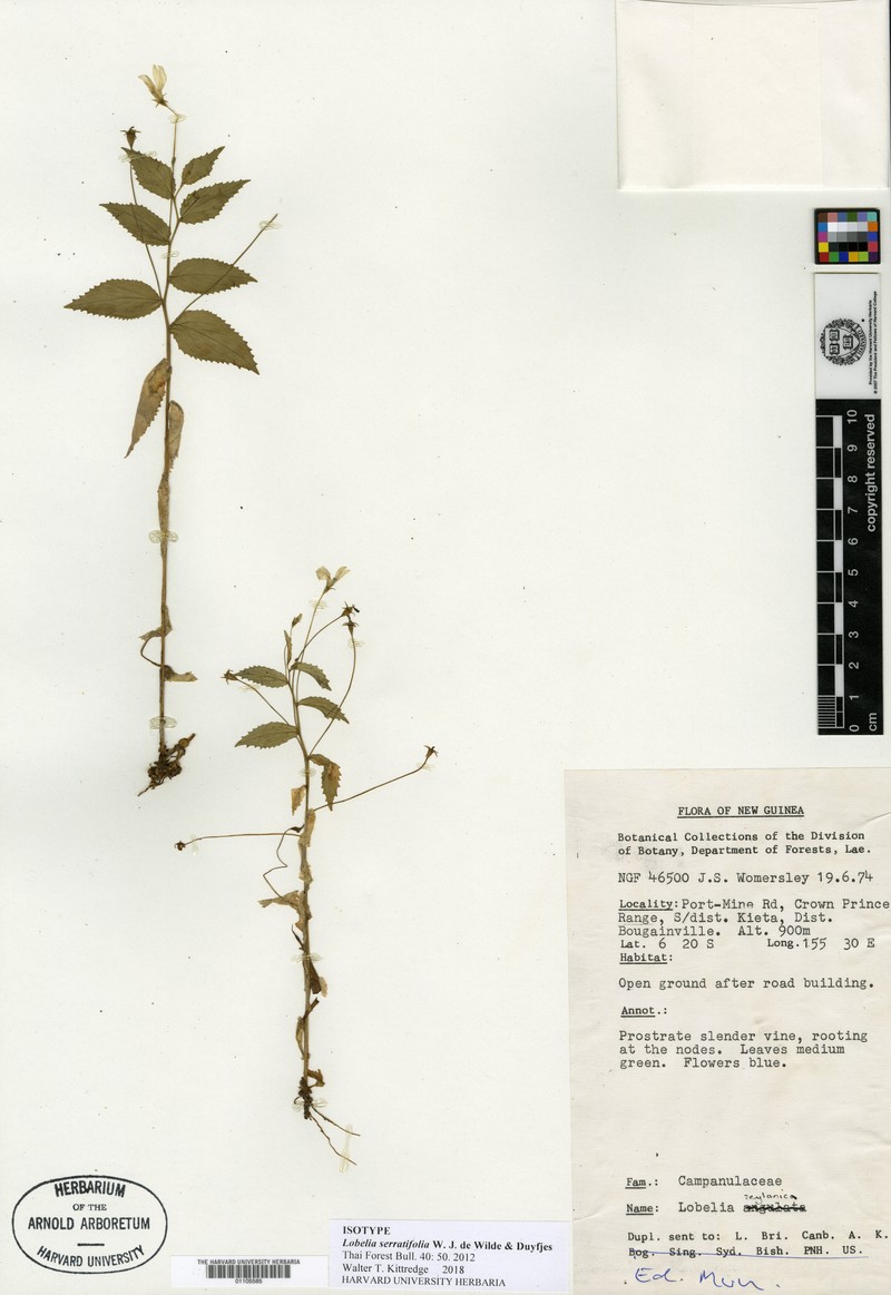 Lobelia serratifolia photo 2