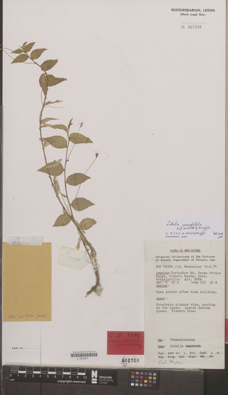 Lobelia serratifolia photo 3