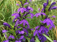 Lobelia sessilifolia