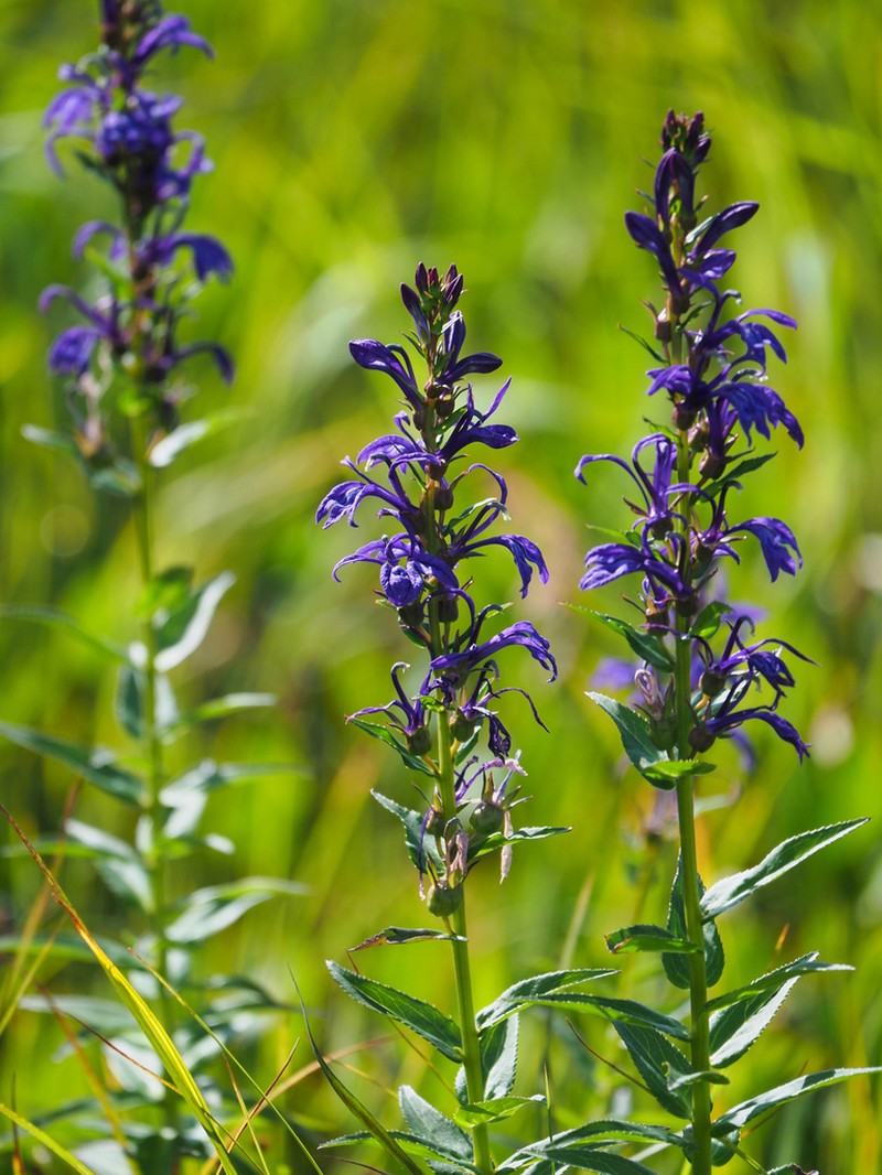 Lobelia sessilifolia photo 2