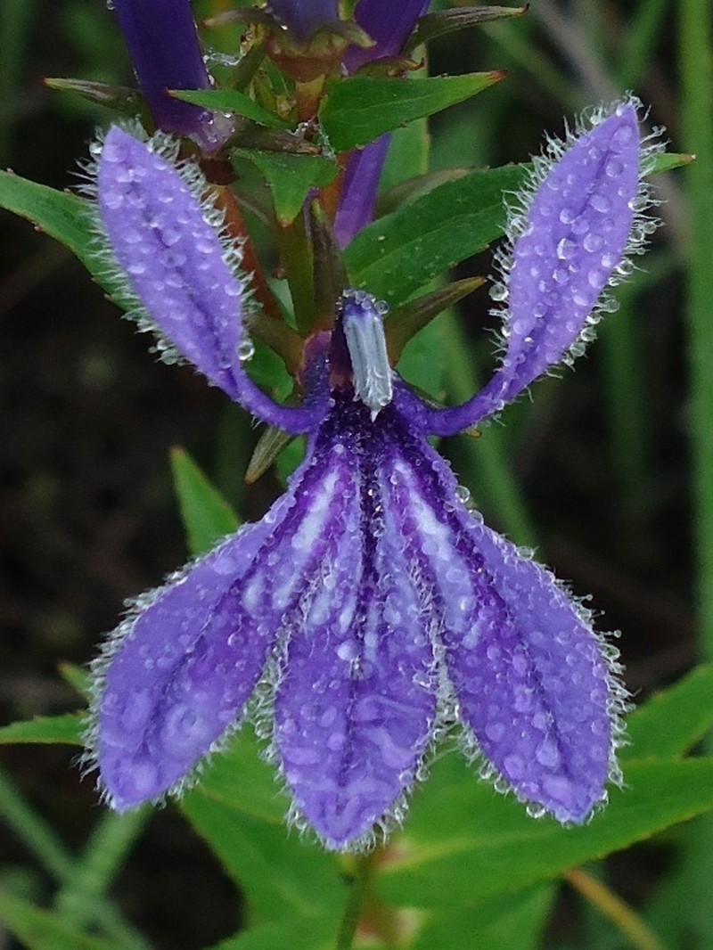 Lobelia sessilifolia photo 3