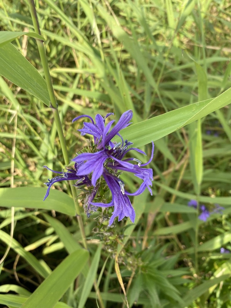 Lobelia sessilifolia photo 4