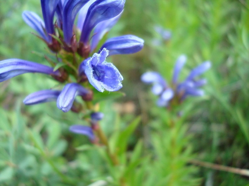 Lobelia sessilifolia photo 5