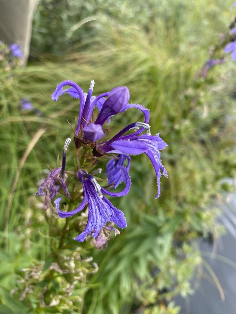 Lobelia sessilifolia photo 6