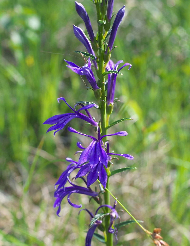 Lobelia sessilifolia photo 7