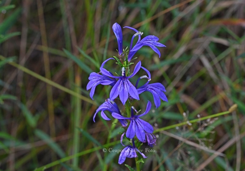 Lobelia sessilifolia photo 8
