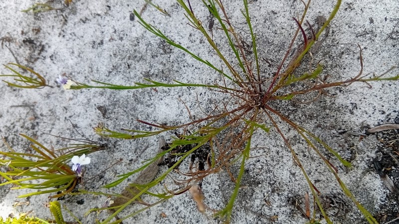 Lobelia setacea