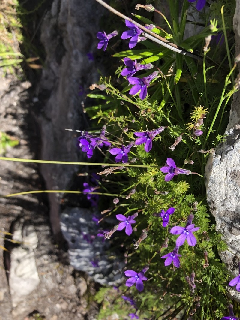 Lobelia setacea photo 2