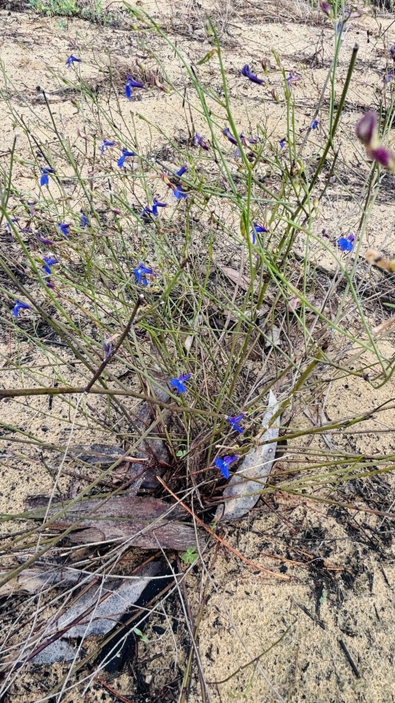 Lobelia setacea photo 3