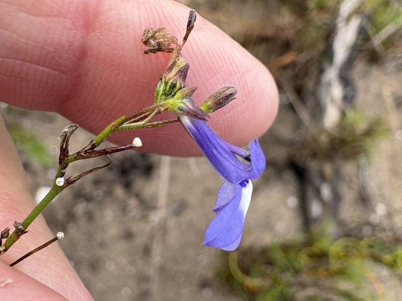 Lobelia setacea photo 4