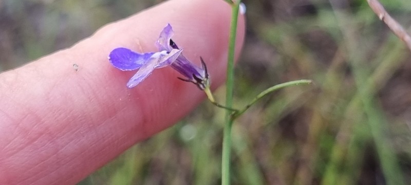 Lobelia setacea photo 5