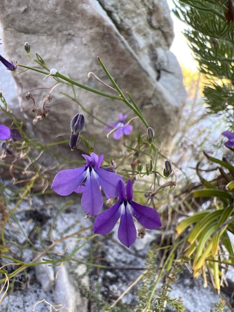 Lobelia setacea photo 7