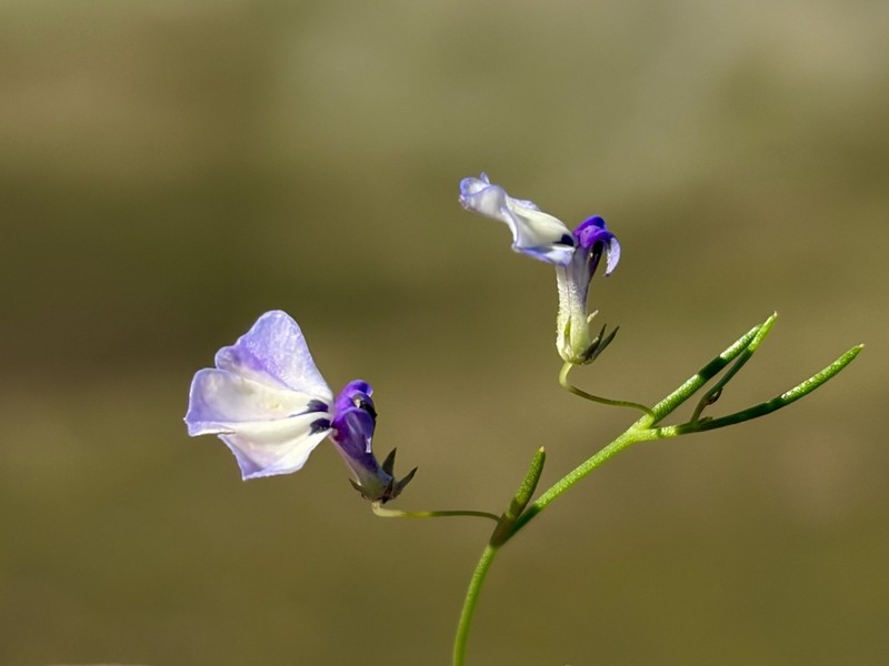 Lobelia setacea photo 8