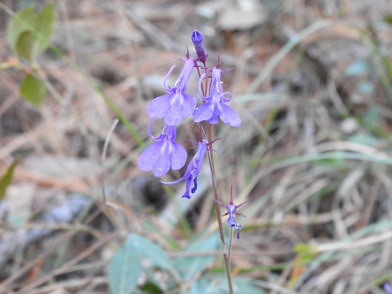 Lobelia setulosa