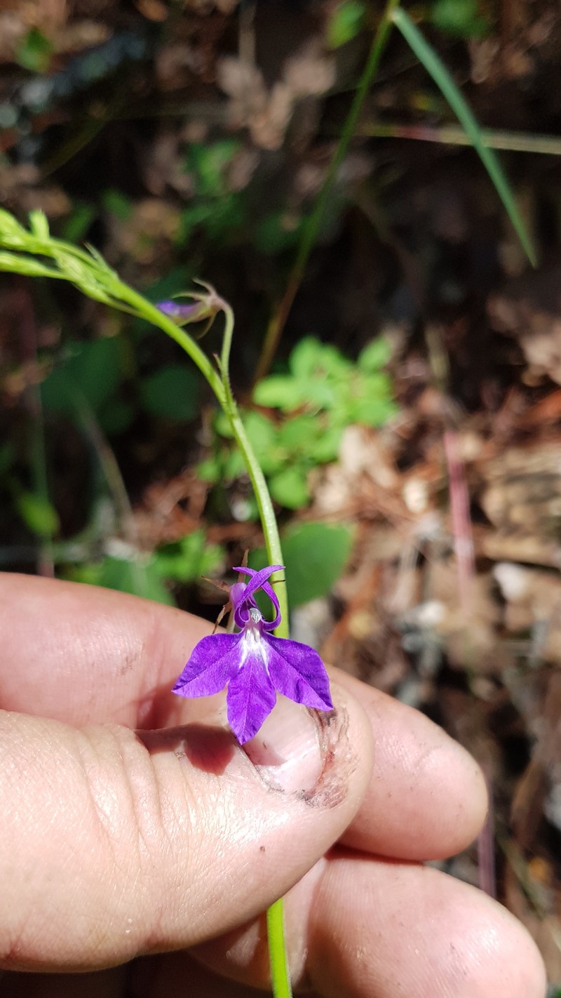 Lobelia setulosa photo 3