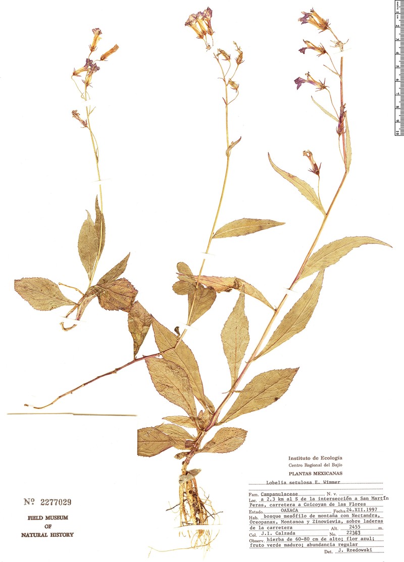 Lobelia setulosa photo 4