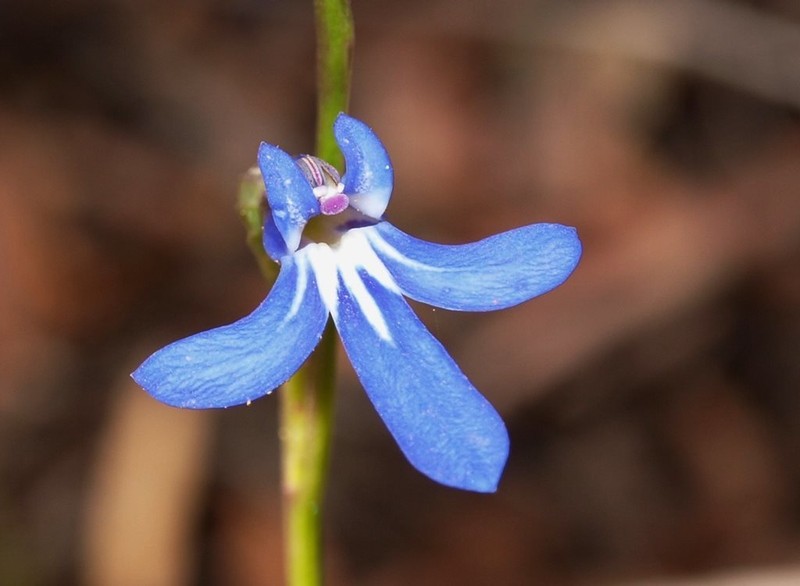 Lobelia simplicicaulis