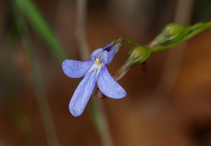 Lobelia simplicicaulis photo 2