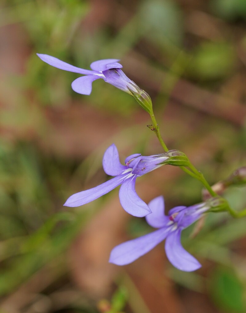 Lobelia simplicicaulis photo 3