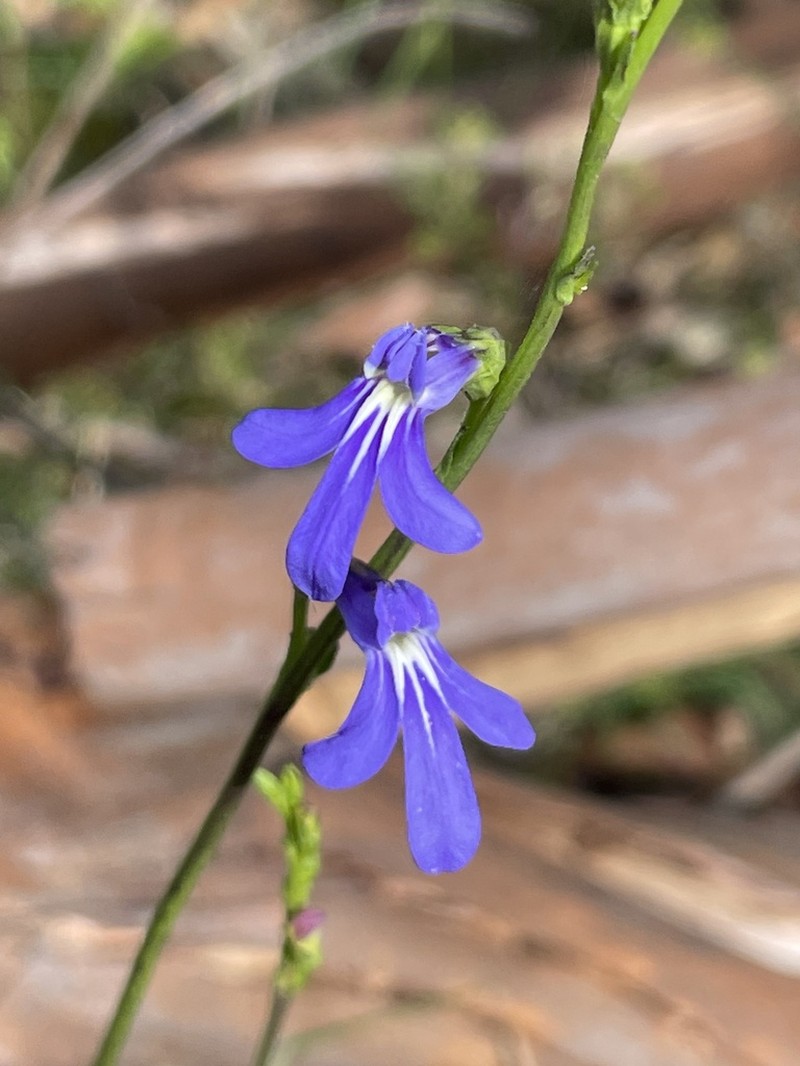 Lobelia simplicicaulis photo 4