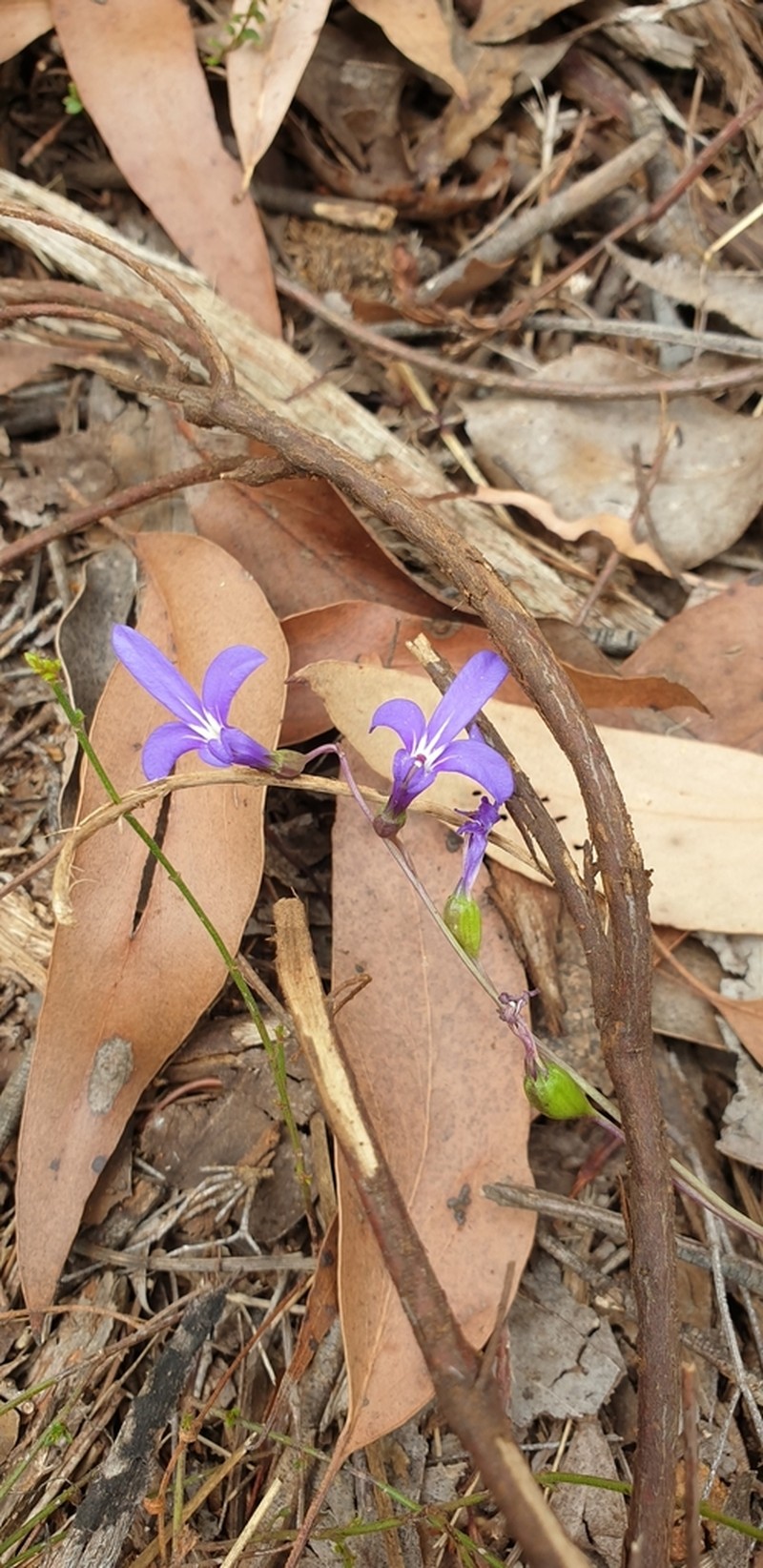 Lobelia simplicicaulis photo 5