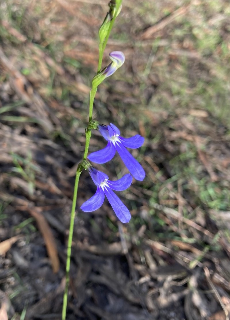 Lobelia simplicicaulis photo 6
