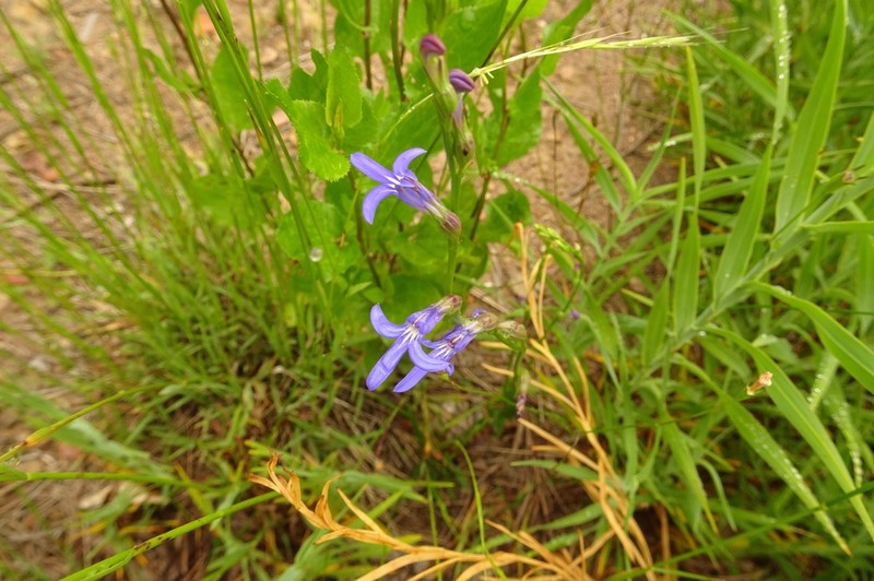 Lobelia simplicicaulis photo 7