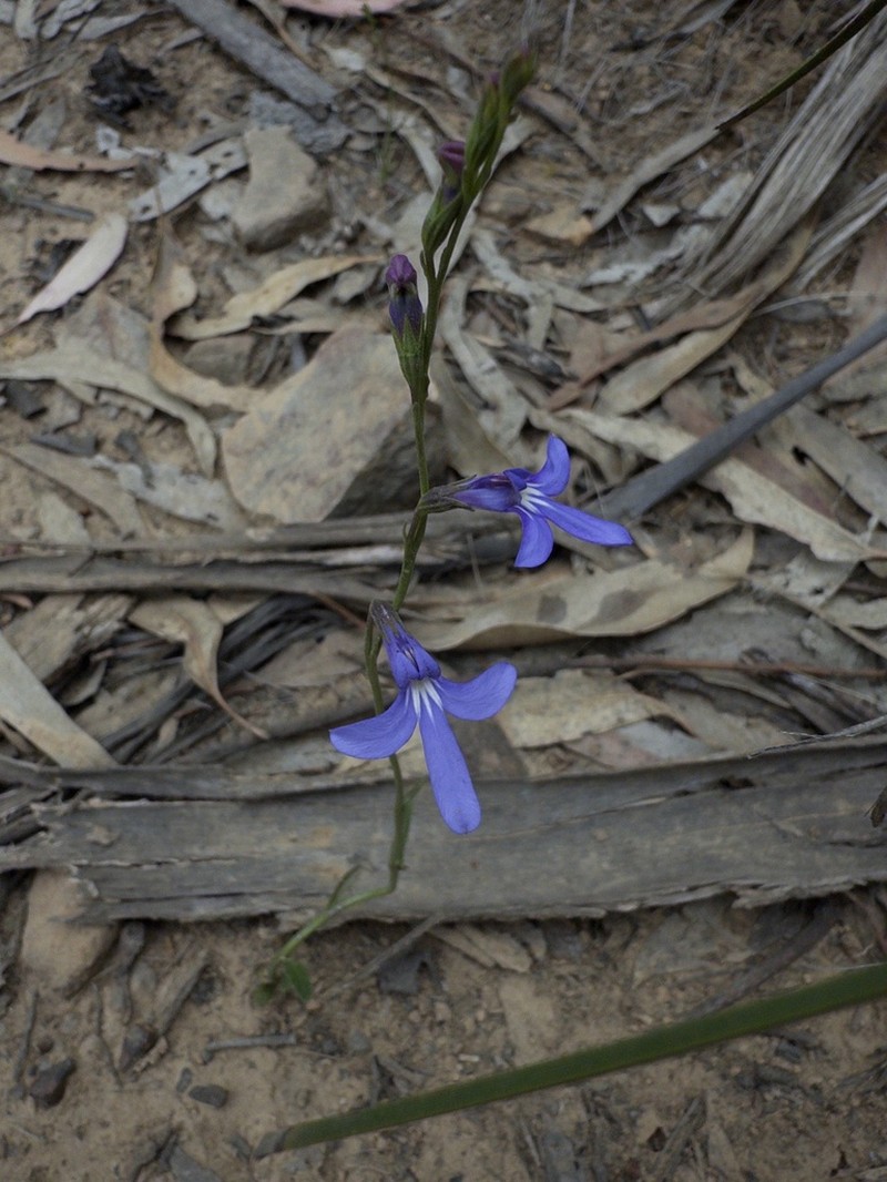 Lobelia simplicicaulis photo 8