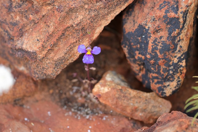 Lobelia simulans